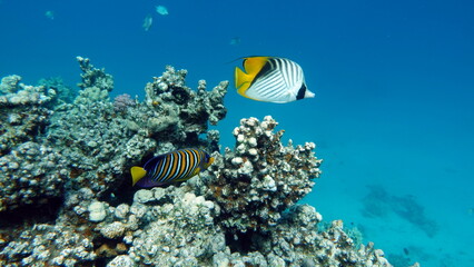 Naklejka premium Colorful tropical fish on a coral reef, amazingly beautiful fairy world. In the coral gardens of the Red Sea.