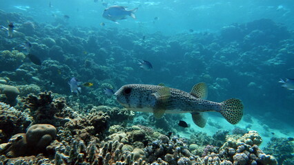 Beautiful fish on the Red Sea reef.