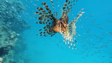 Lion Fish in the Red Sea in clear blue water hunting for food .