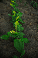 young green sunflower seedlings illuminated by the midday sun on fertile black soil 2