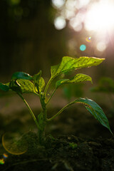 Plant growth. A little plant with sunlight and lens flare with bokeh.