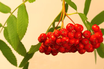 A bunch of red rowan on a twig with soft light
