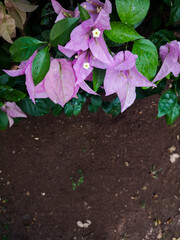 Bougainvillea bouquet and soil from the top, half space