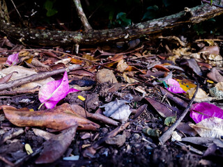 Humid ground with still life: leaves and bougainvillea petals before organic decomposition