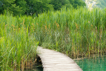Small wooden walking pathway through big green bulrush growing on water. Wooden footbridge on lake for hiking tourists on Plitvice lakes closeup