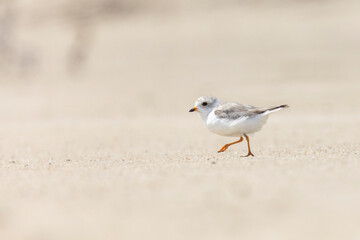  piping plover babies (Charadrius melodus) 