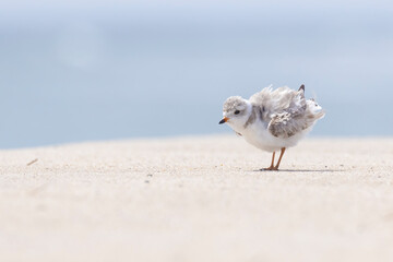  piping plover babies (Charadrius melodus) 