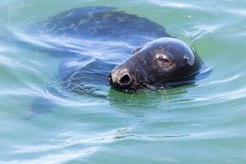 Grey seal (Halichoerus grypus) portrait