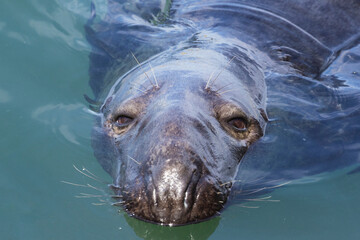 Grey seal (Halichoerus grypus) portrait