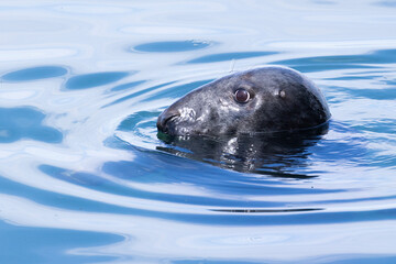 Fototapeta premium Grey seal (Halichoerus grypus) portrait