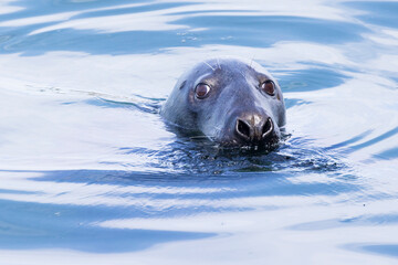 Obraz premium Grey seal (Halichoerus grypus) portrait