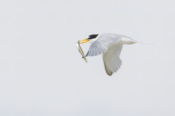 Least tern fishing (Sternula antillarum) 