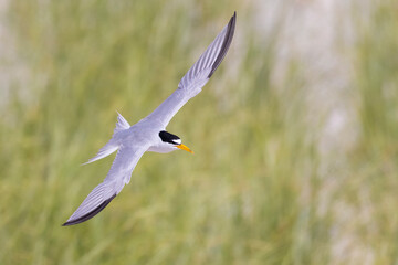 Least tern fishing (Sternula antillarum) 