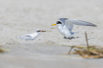 Least tern (Sternula antillarum) at nest