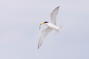 Least tern fishing (Sternula antillarum) 