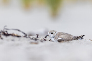  piping plover babies (Charadrius melodus) 