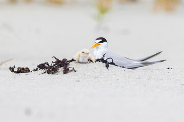 Least tern (Sternula antillarum) at nest © Mircea Costina