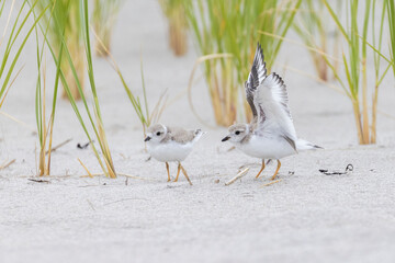  piping plover babies (Charadrius melodus) 
