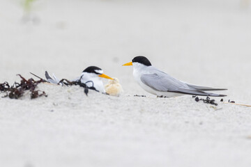 Least tern (Sternula antillarum) at nest
