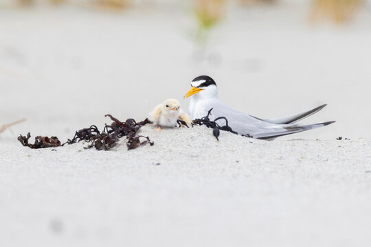 Least tern (Sternula antillarum) at nest