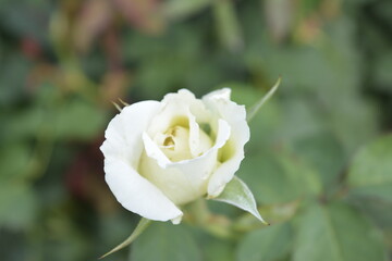 white rose in garden