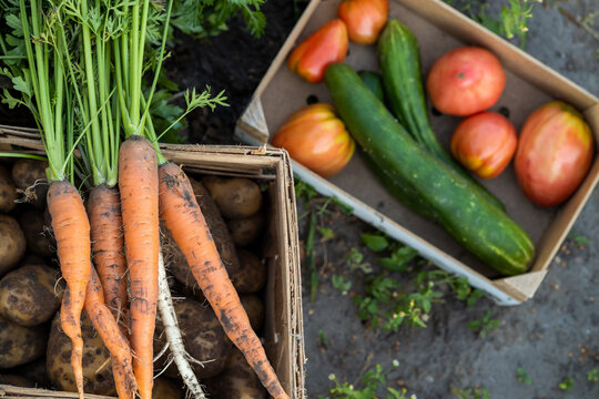 vegetables from natural, ecological cultivation