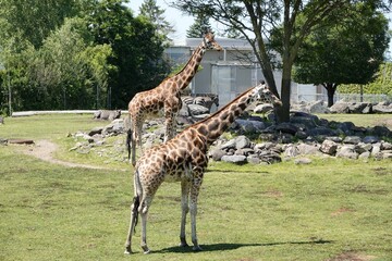 Closeup of two Northern giraffes (Giraffa camelopardalis) in a zoo