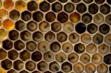 honey bee larvae in a brood frame