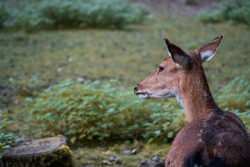 deer in the forest