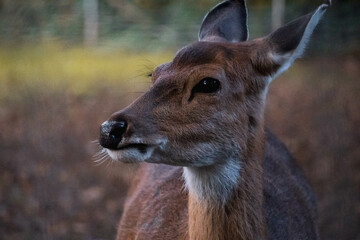 deer in the woods
