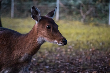 deer in the forest