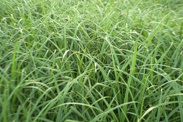 beautiful young green sedge growing