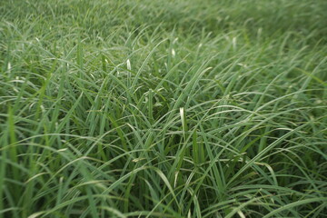 beautiful young green sedge growing