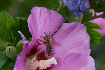 Biene beim Pollensammeln im Hibiskus 