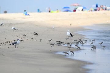 baby seagulls walking and eating Spotted Lanternfly bugs on the beach