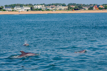 Dolphin watching in Virginia Beach