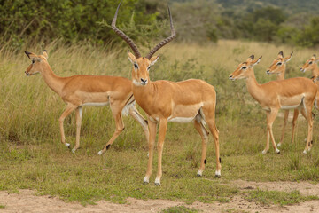 Naklejka na ściany i meble Herd of impalas staying in national park in South Africa