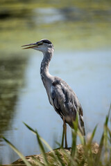 Heron keeping cool with beak open