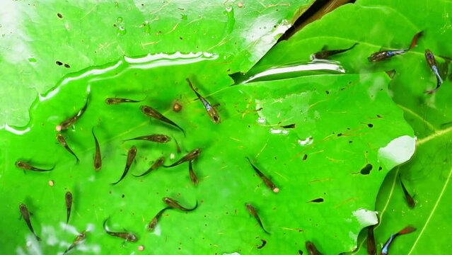 Guppy and Red swordtail Fish swim on a green leaf.	