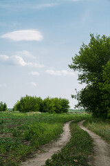 Fototapeta na wymiar Dirt road in the summer field. Green grass and trees. Countryside landscape.