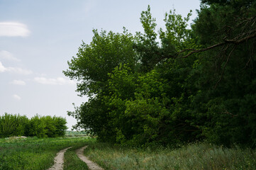 Dirt road in the summer field. Green grass and trees. Countryside landscape.