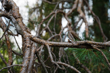 Beautiful nature background. Dry crooked branches.