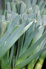 Obraz premium Fresh leeks on display at a farmers market