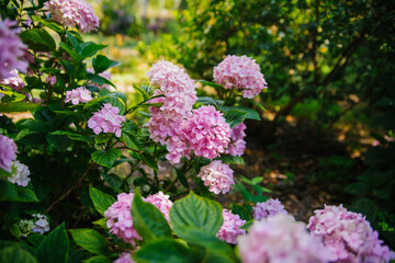 Pink hydrangea flower close-up on the background of natural leaves. A pink hydrangea bush in bloom in the spring garden. Elegant pink wedding hydrangea.