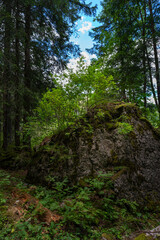 ein Findling im Wald, überwachsen mit kleinen Bäumen, Gebüsch, Gras und Heidelbeeren. im dunklen Wald beleuchtet die Sonne saftig grüne Pflanzen auf einem Felsblock