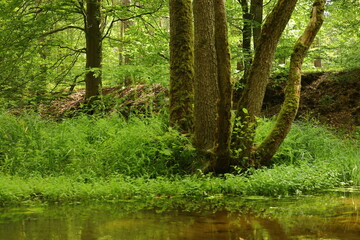 Obraz premium river in the forest