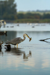 The grey heron, Ardea cinerea, has caught a fish. Gray heron with a fish.