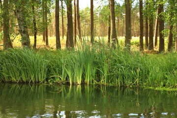 lake in the forest