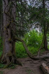 alte Tanne mit einem starken, krummen Ast wie ein zweiter Stamm. Fichte am steilen Abhang im Wald bei Adelboden, Schweiz. 