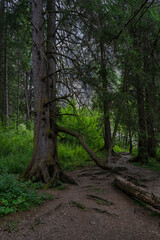 alte Tanne mit einem starken, krummen Ast wie ein zweiter Stamm. Fichte am steilen Abhang im Wald bei Adelboden, Schweiz. 